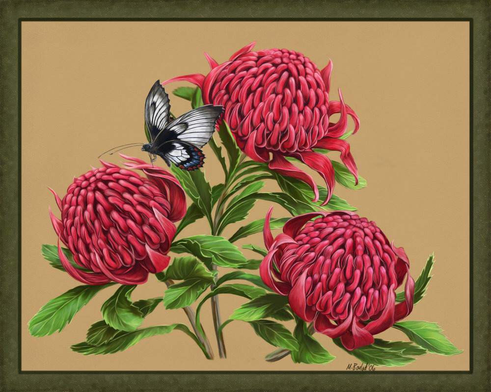 The Magick Of The Waratah Australian Native Flower The Witches