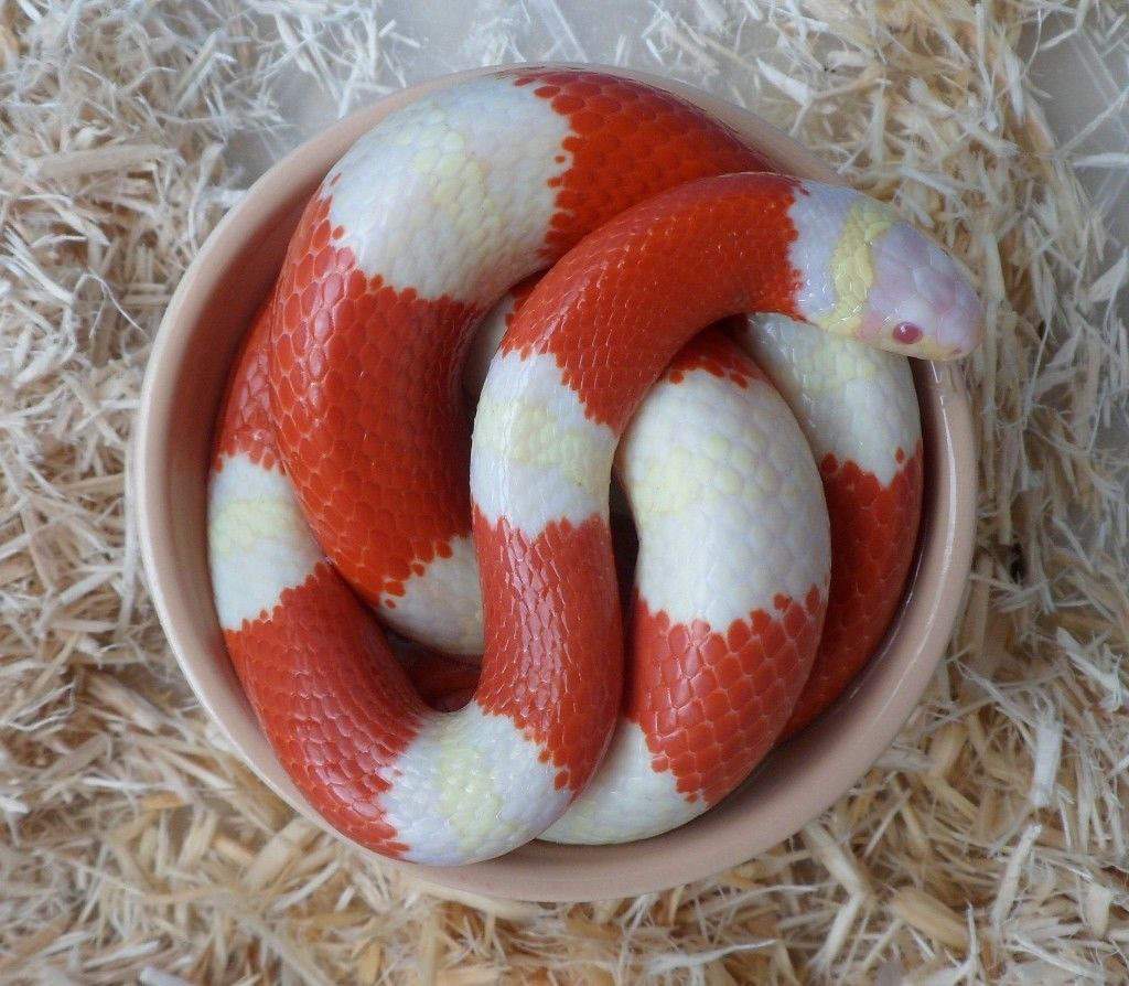 pueblan milksnake care