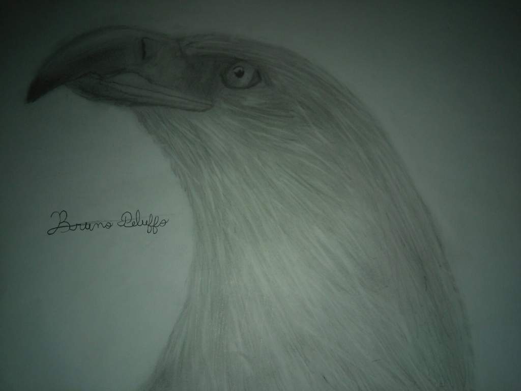 Hola, vuelvo con este dibujo realista de un aguila. Por cierto, este dibujo  lohice con solo un lapiz hb y una goma | DibujArte Amino