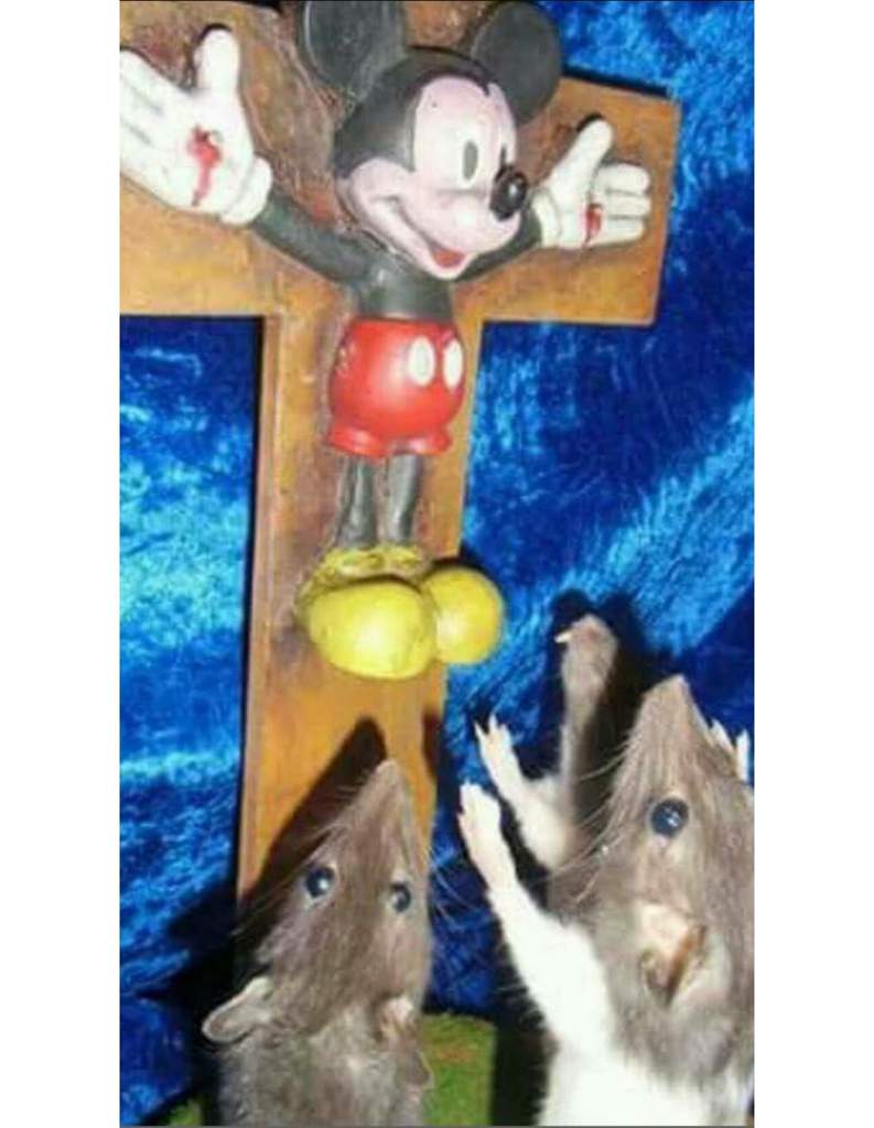 cursed stuffed animals