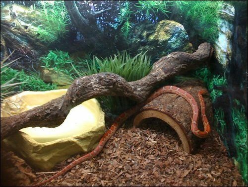Climbing Options For Your Snake Reptiles Amino - Diy Snake Enclosure Decor
