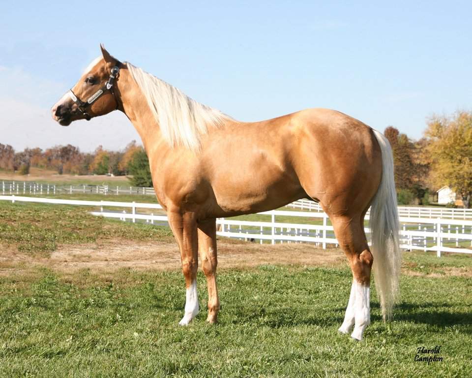 Razas De Caballos : Cuarto De Milla 🐴. | • World Variety • Amino Razas De Caballos : Cuarto De Milla 🐴. | • World Variety • Amino
