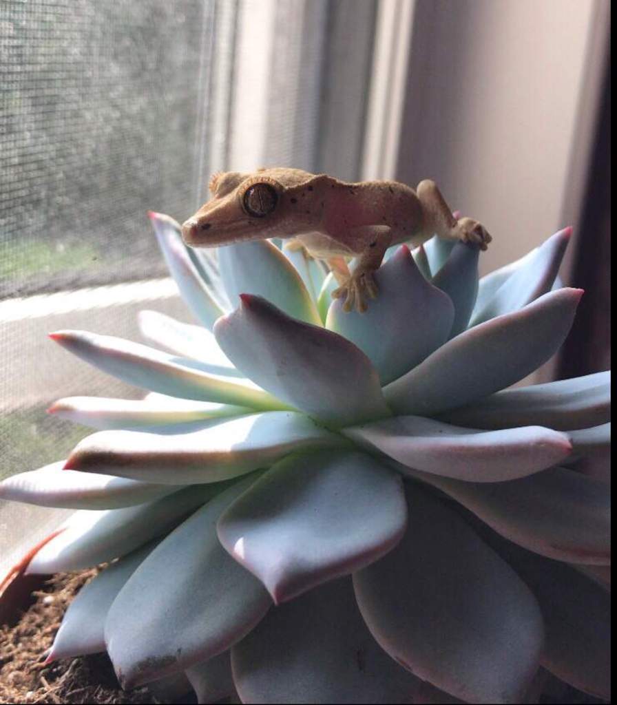 The Best Beginner Reptiles | Reptiles Amino