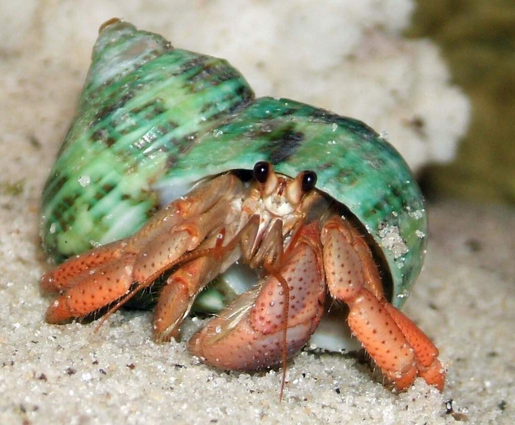 How to enrich your hermit crabs Reptiles Amino