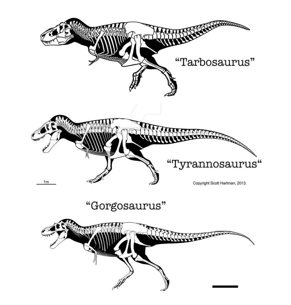 Nanotyrannus Isn’t Real | Science Amino