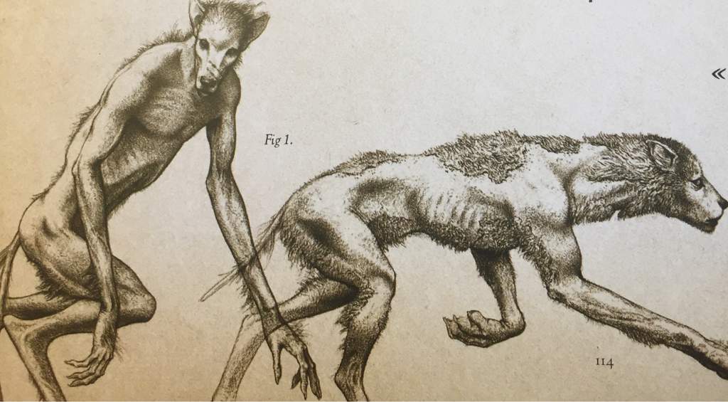 Les loups Garous Harry Potter Fr Amino