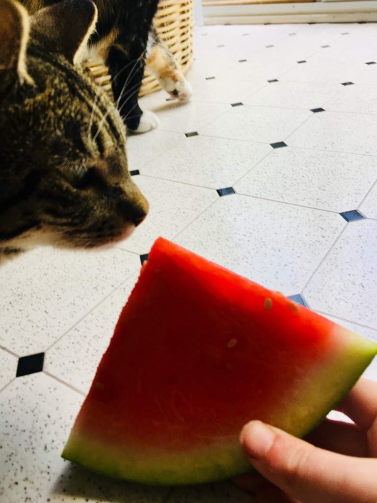 watermelon klepto cat