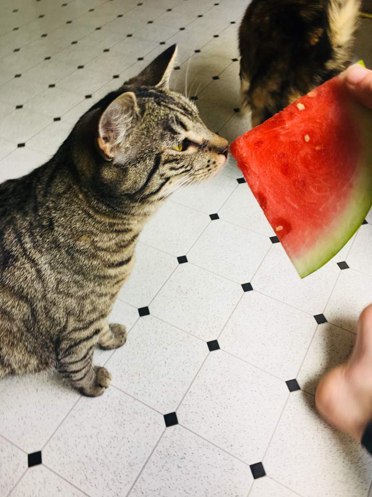 Watermelon Cats Cats Amino
