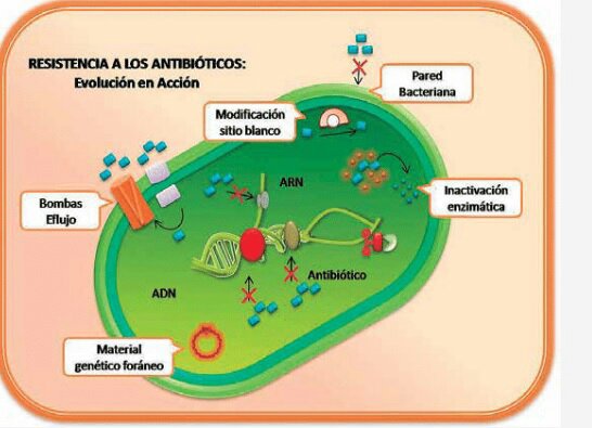 Resistencia Bacteriana | •Ciencia• Amino