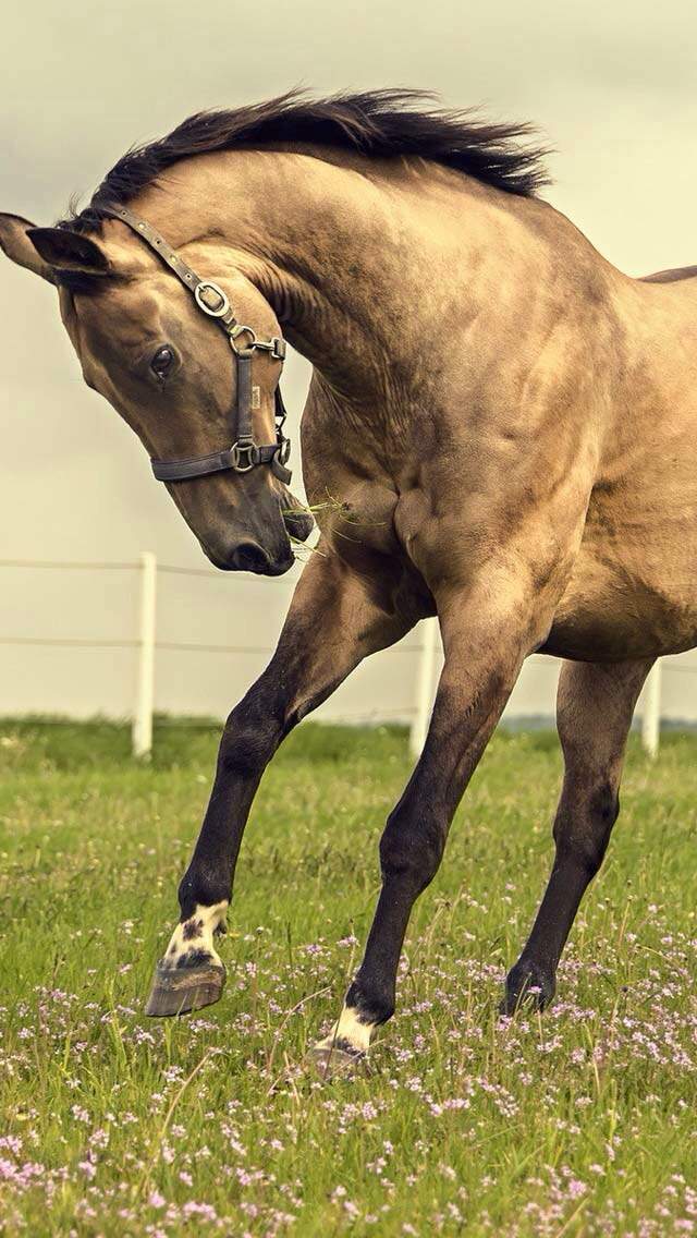 Ruby | Wiki | The Black Stallion Amino