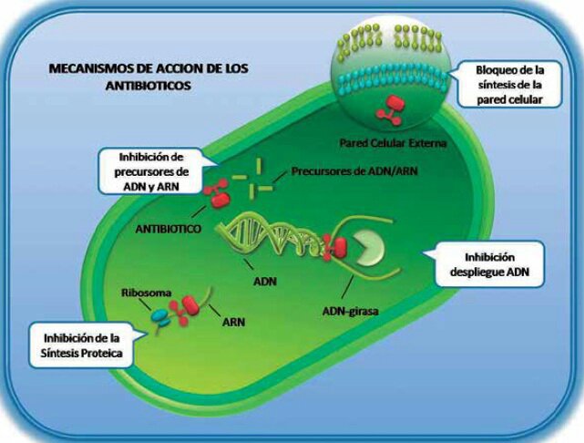 Resistencia Bacteriana | •Ciencia• Amino