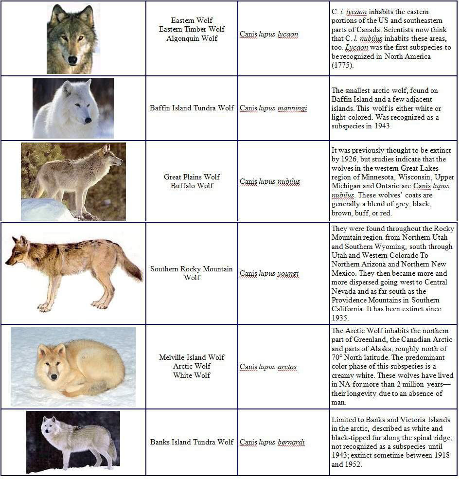 Why (sub)species isn't important | 𖣘Therian • Amino𖣘 Amino