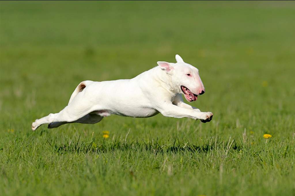 do bull terriers have health problems