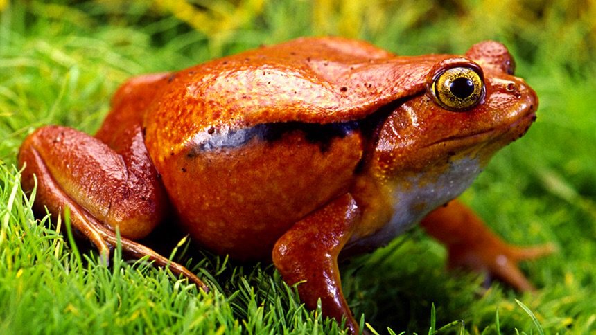 Best Beginner Amphibians! 🐸 | Reptiles Amino