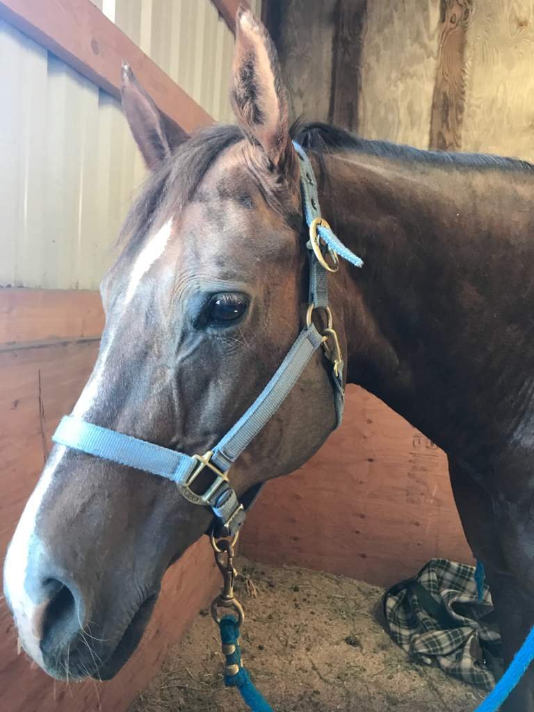Bonnie alexander equestrian
