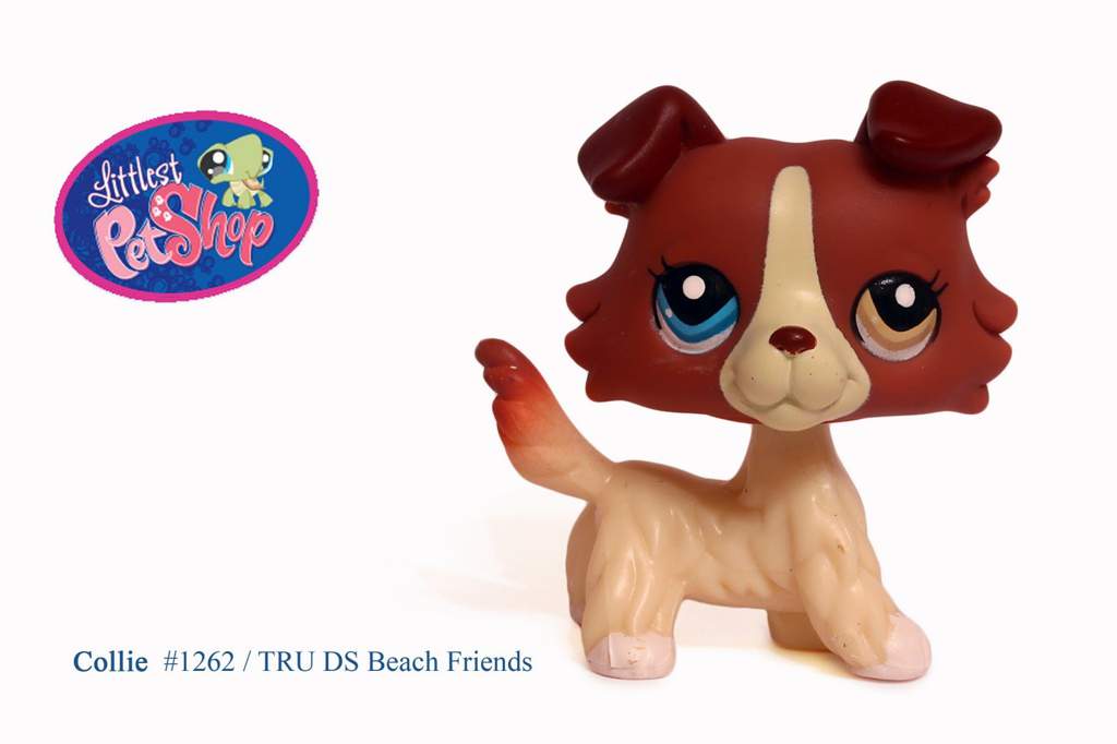 lps collie with two different colored eyes