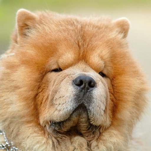 Chow Chow | Wiki | Furry Português Amino