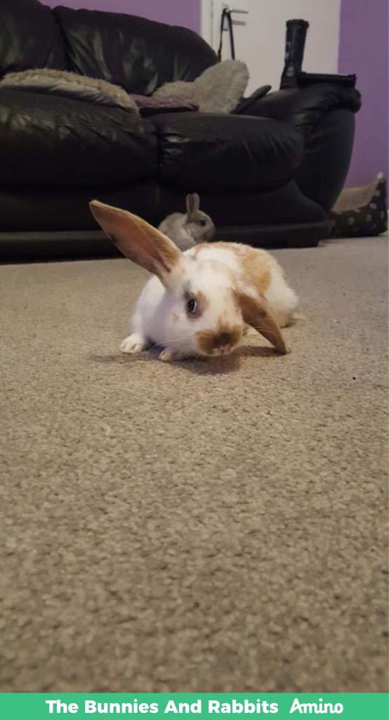 In Loving Memory The Bunnies And Rabbits Amino Amino