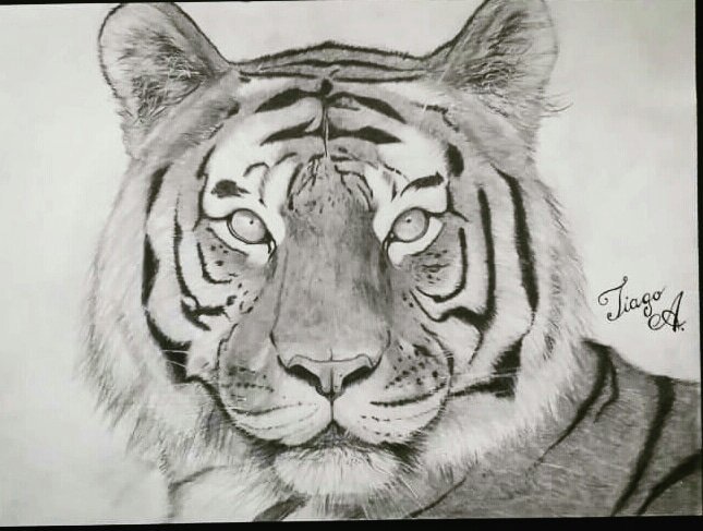 Tigre Desenho Realista Desenhistas Do Amino Amino