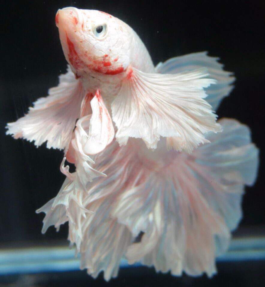 Can Betta Fish Remember Their Owners