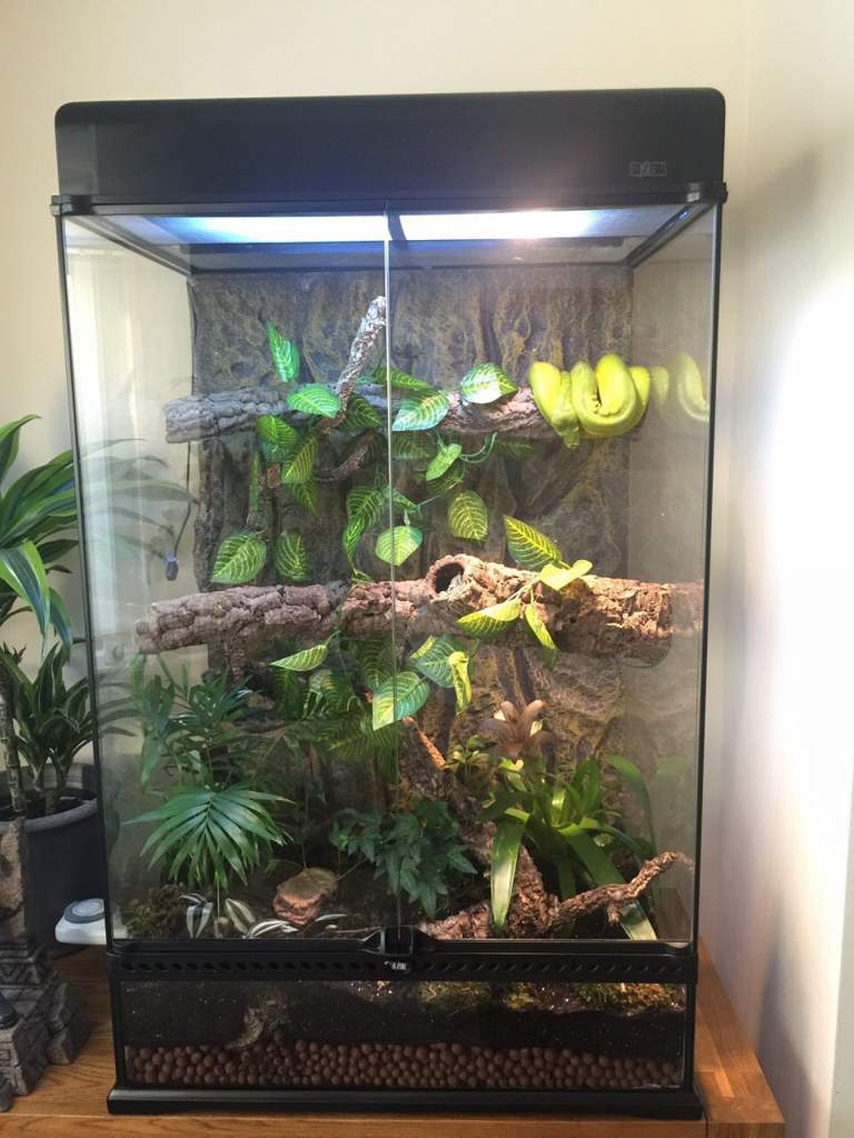 Green Tree Python Care Guide Wiki Reptiles Amino