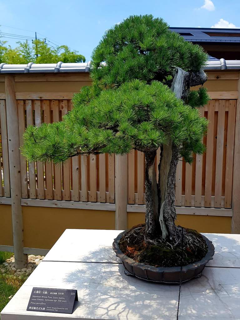 Omiya Bonsai Village | Japan Amino