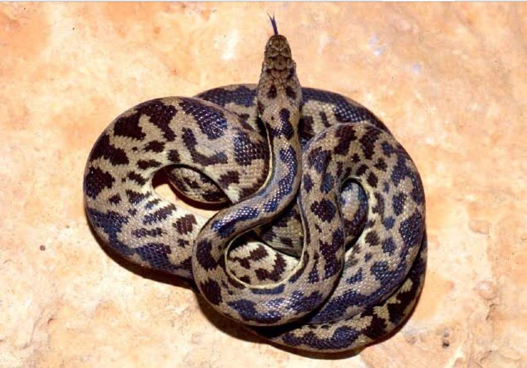 Spotted Python Care Sheet | Wiki | Reptiles Amino