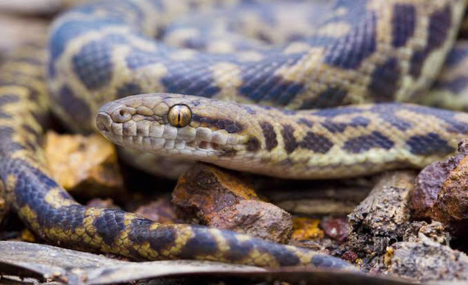 Spotted Python Care Sheet | Wiki | Reptiles Amino