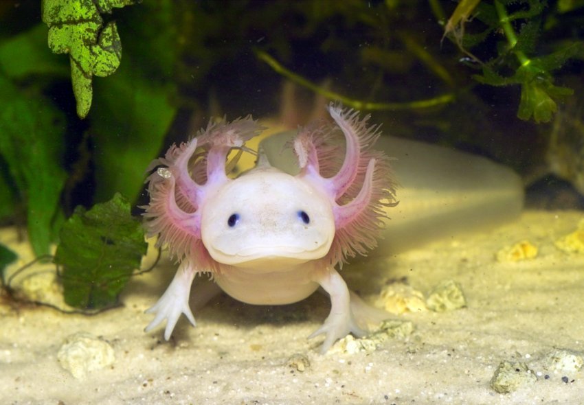 axolotl-care-guide-wiki-pets-amino