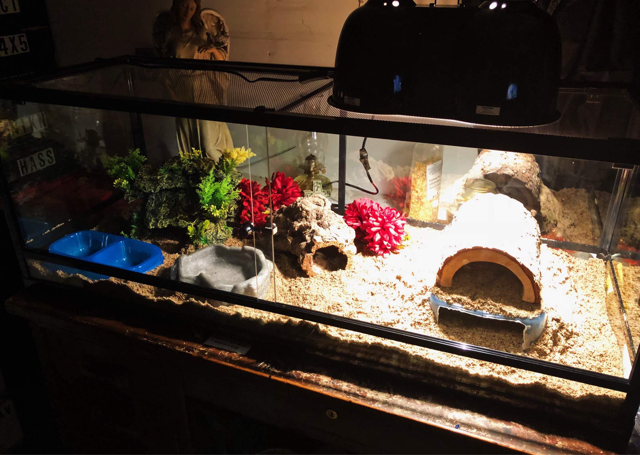 Baby Ackie Monitor Setup | Reptiles Amino