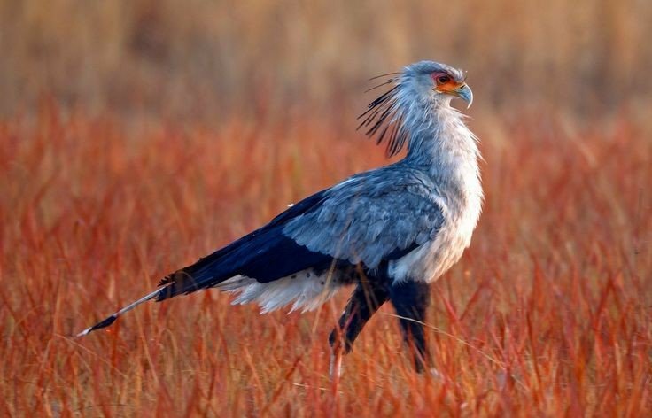 💫 The Secretary Bird - Fact File Club Assignment 💫 | Wild Animals! Amino