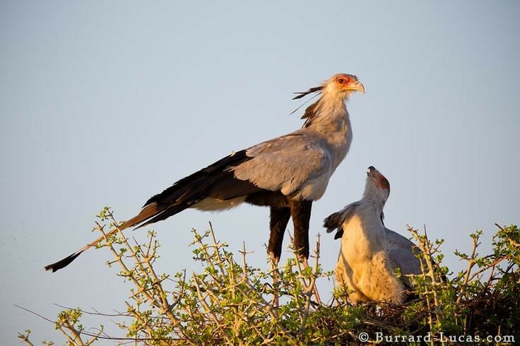 💫 The Secretary Bird - Fact File Club Assignment 💫 | Wild Animals! Amino