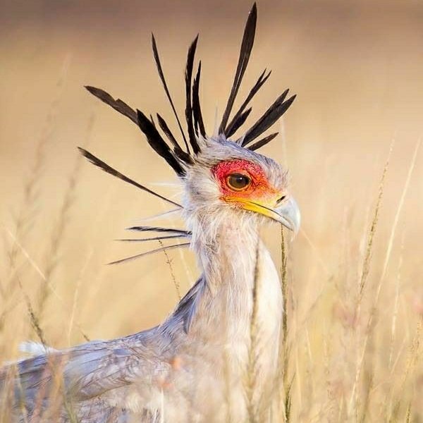 💫 The Secretary Bird - Fact File Club Assignment 💫 | Wild Animals! Amino