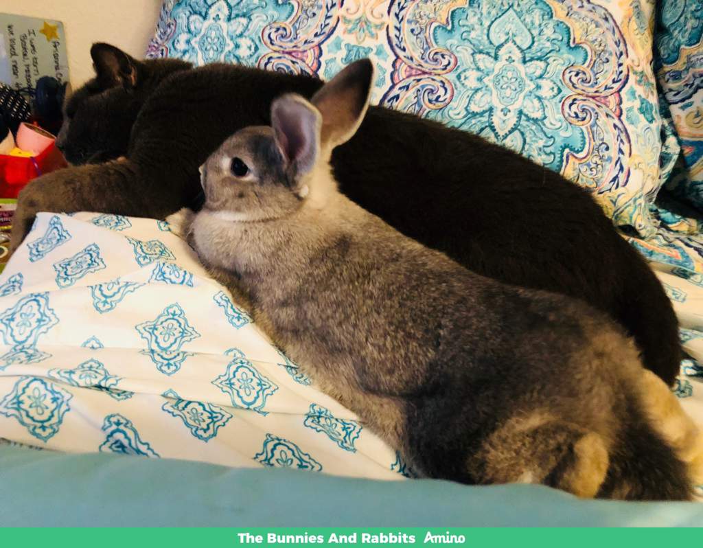 In Loving Memory The Bunnies And Rabbits Amino Amino