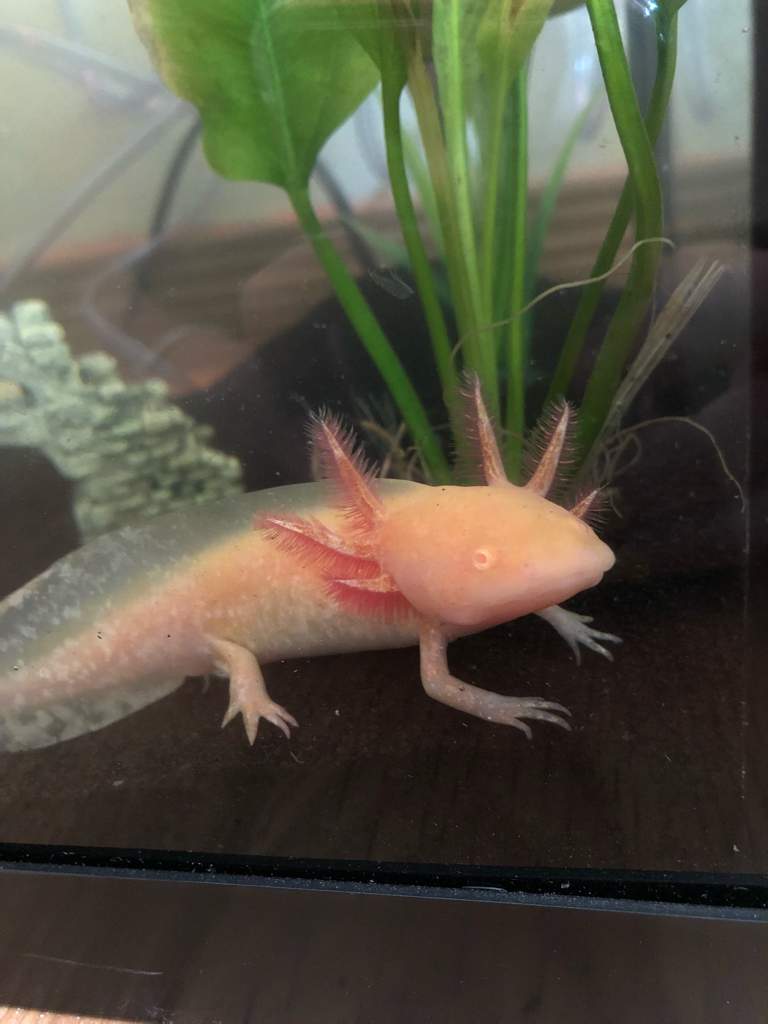 How To Feed Baby Axolotls? | Axolotl Amino Amino