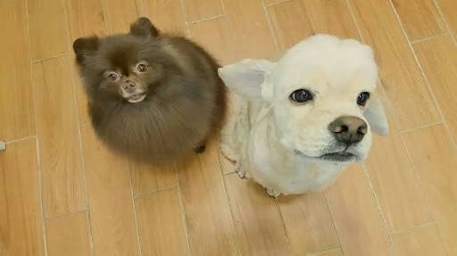 Image result for kai jennie dog breed