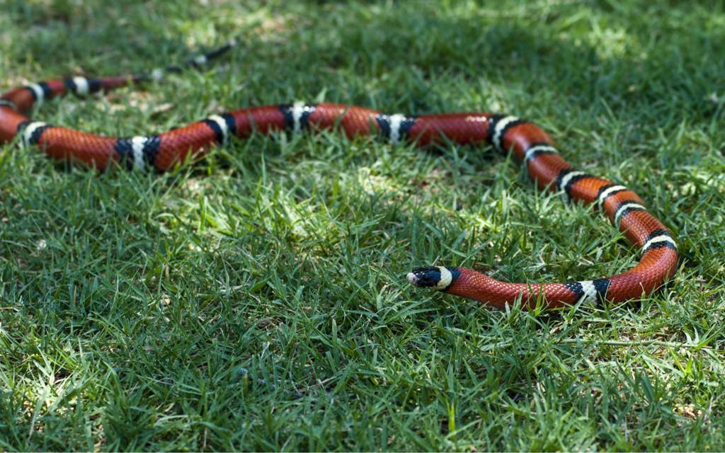 milksnake care sheet