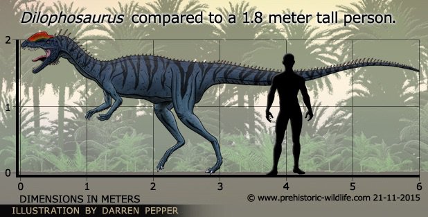 full grown dilophosaurus