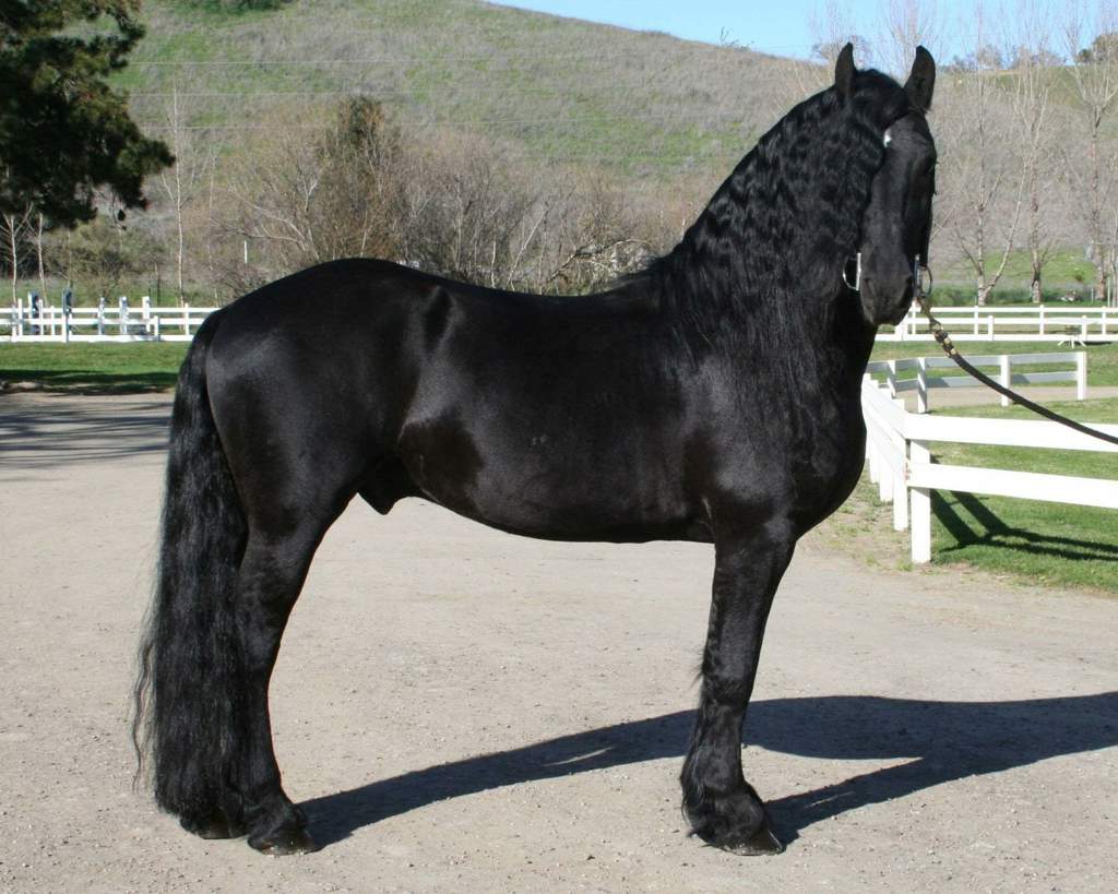 Basics To Horse Coat Colors Aa Olympics Animal Amino Amino