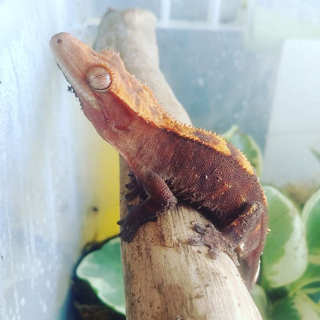 Beginner Geckos & Lizards 