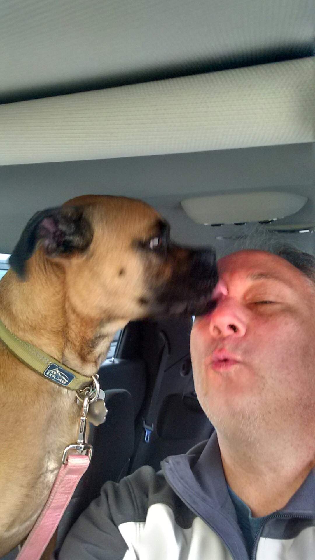 Car rides... | Dogs Amino