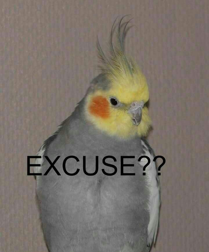 All The Birb Memes | Dank Memes Amino