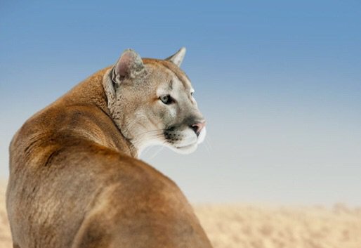 Cougar Spirit Animal | Wiki | The Witches Lair Amino Cougar Spirit Animal | Wiki | The Witches Lair Amino