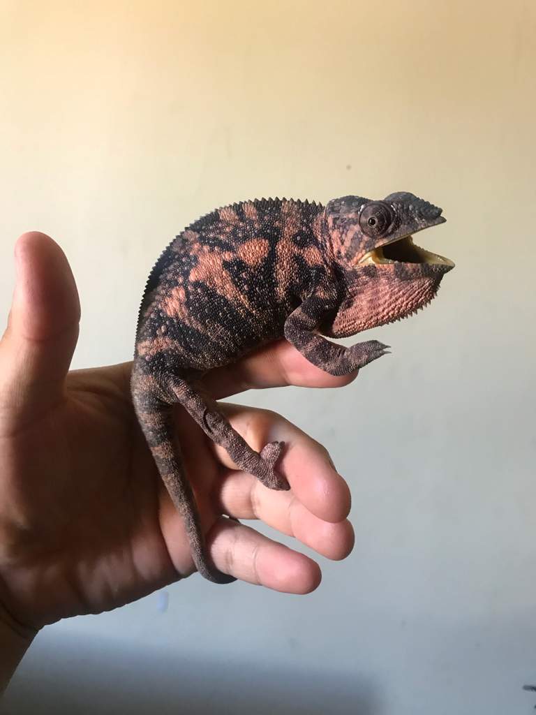 Panther Chameleon Breeding Receptive And Nonrecept | Wiki | Herps and