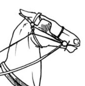 Bearing Reins - Behind the “Beauty” | Equestrian Amino