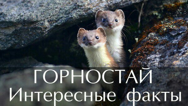 Интересные факты о горностае! (Топ 10) | 🐇Animo Animals {Rus}🌸🐼 Amino