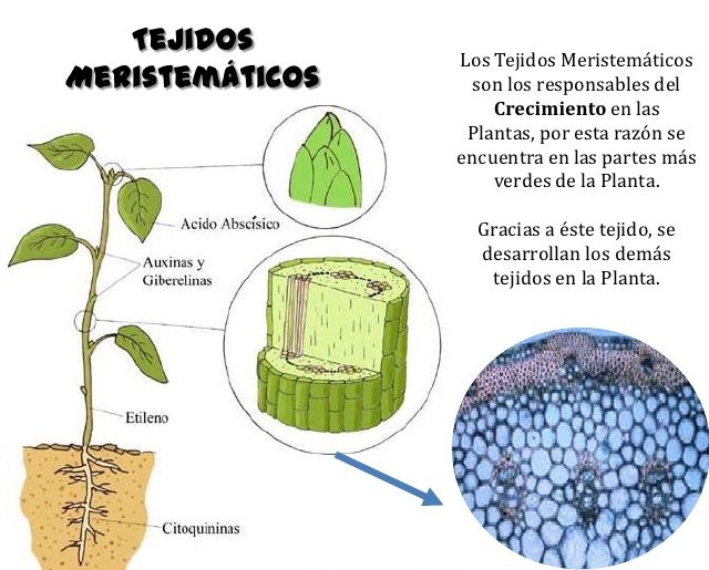 Tejidos Fundamentales De Las Plantas Images And Photos Finder