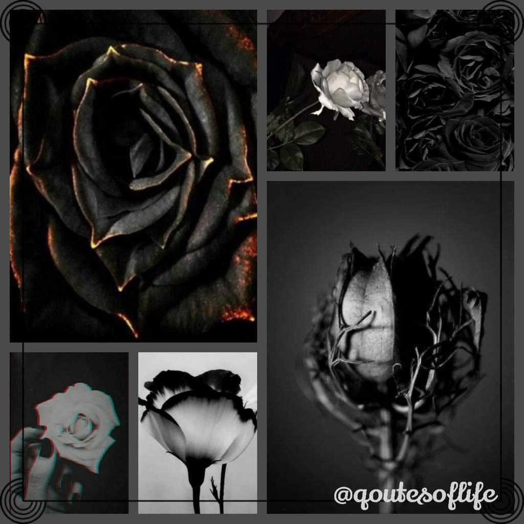 Black Roses Aesthetics Amino