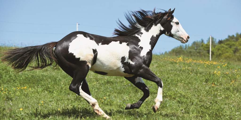 Razas De Caballos El Caballo Pinto 🐴. • World Variety • Amino