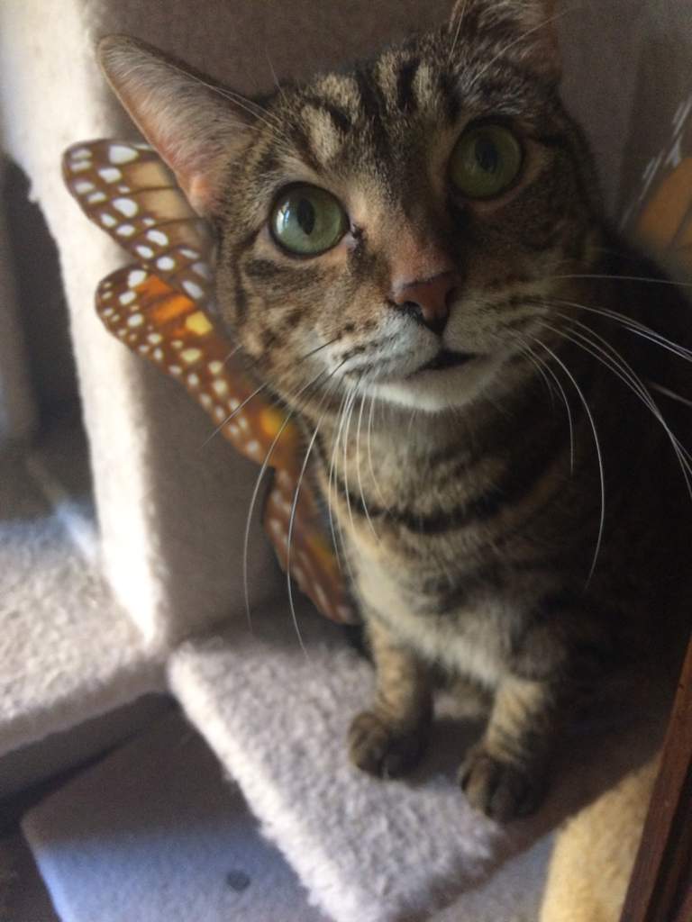 cat with butterfly wings